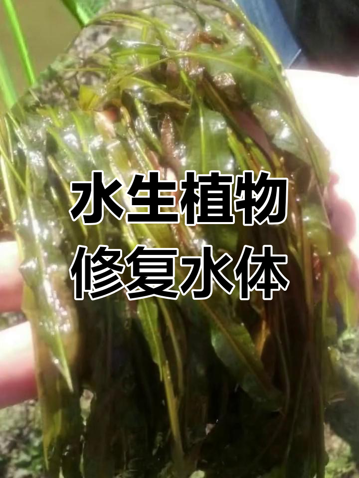 马来盐紫菜净化水质,初春种植效果显著