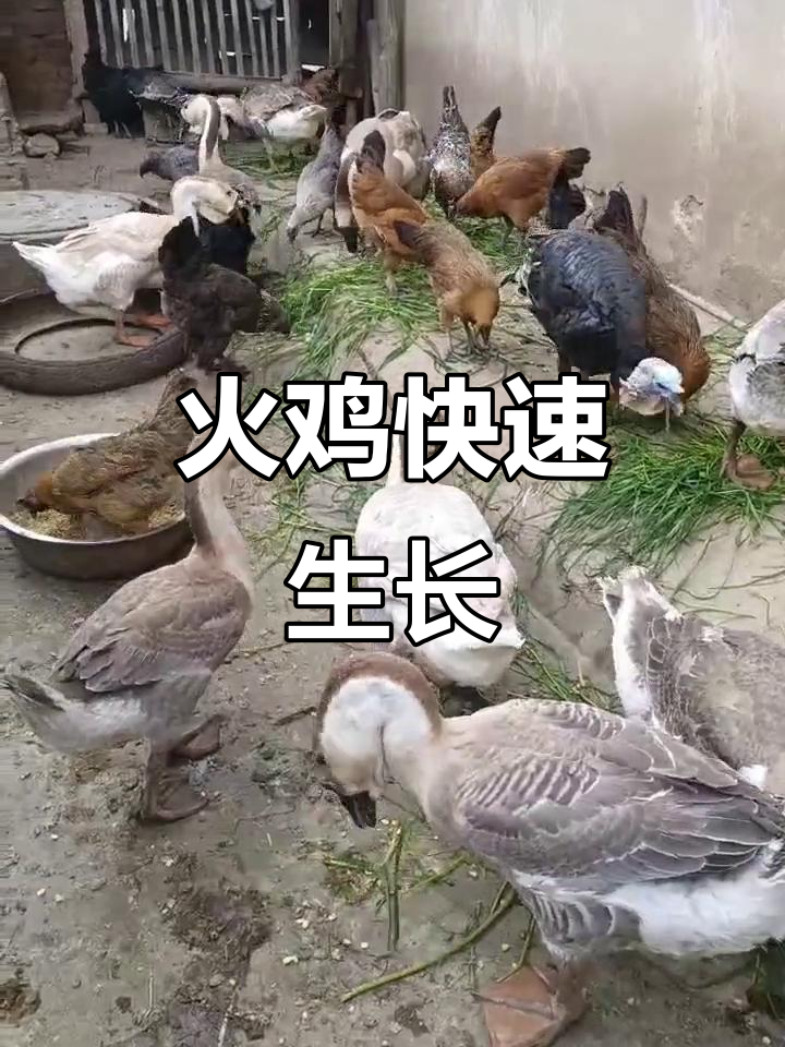 火鸡迅速成长,下蛋指日可待!