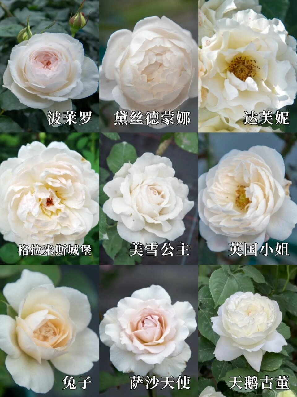 月季图鉴|第三集 白色就是正义