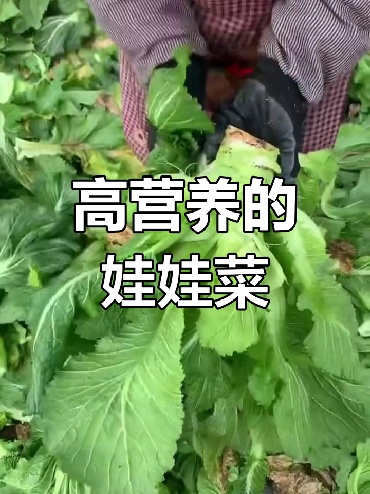 儿菜:营养丰富的多用途蔬菜