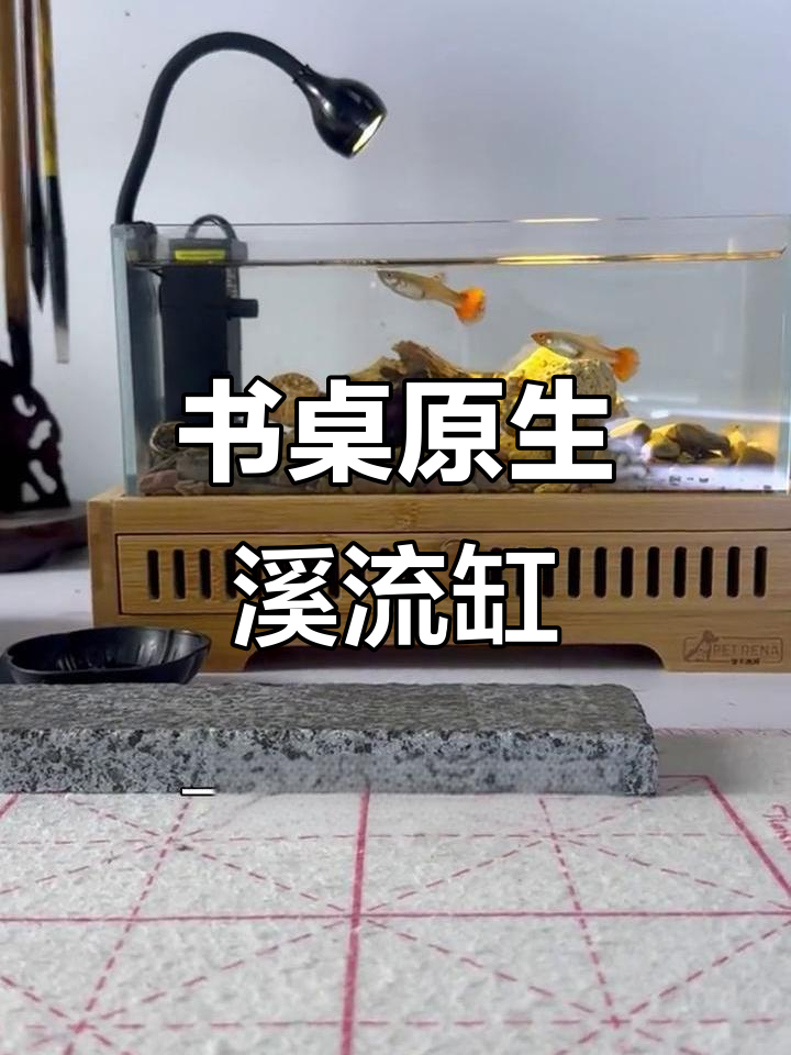 精致木制鱼缸,打造书桌上的自然景观