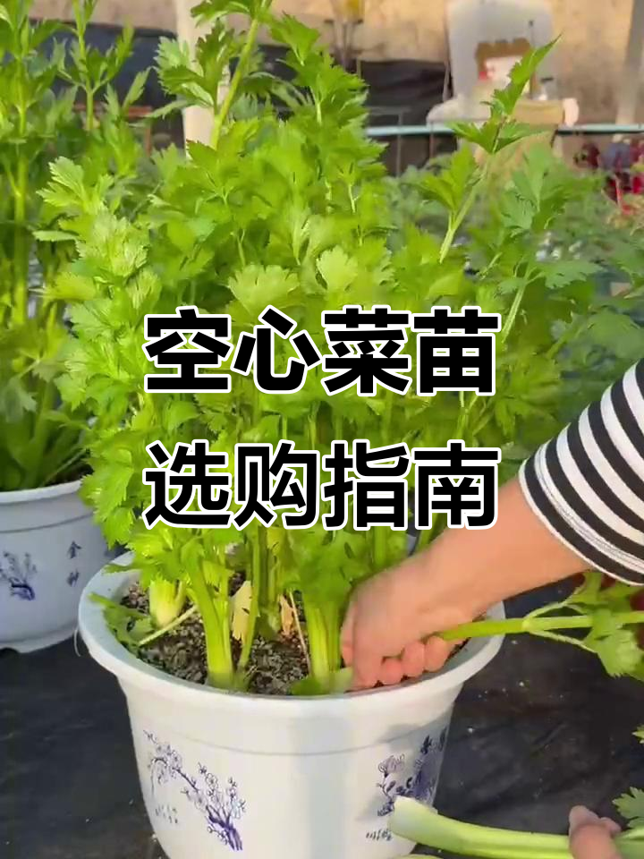 空心菜苗,带土根壮,大叶小叶皆有