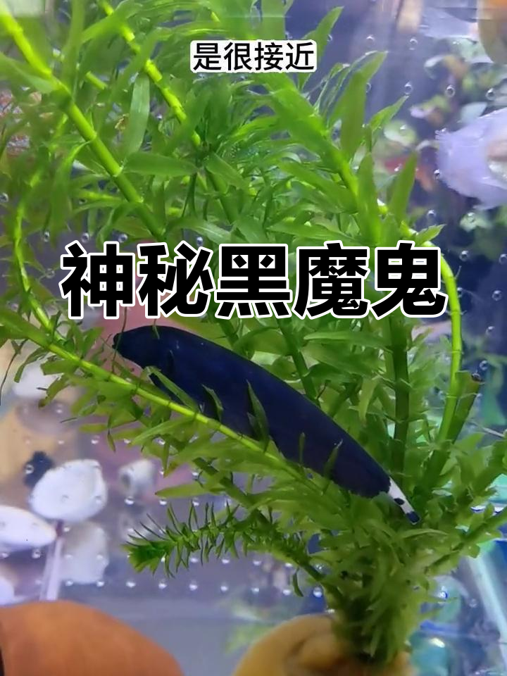 黑魔鬼鱼,夜行捕猎者,独特造型与快速游动令人惊叹