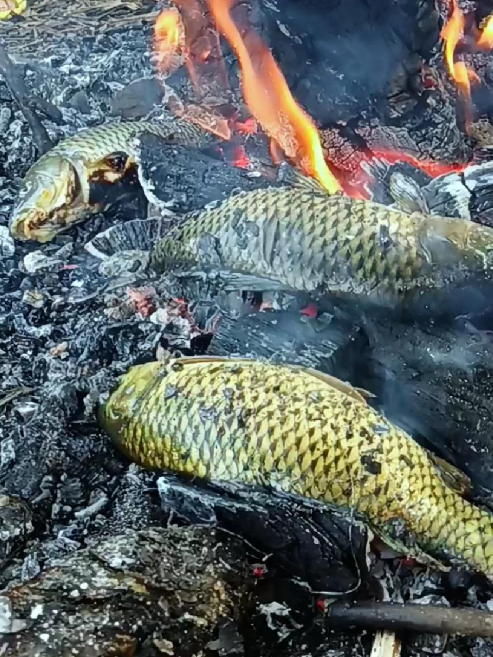 农村真好你不想来吗 村支书 记录农村生活 我为家乡农产品代言 乡村味道 稻花鱼