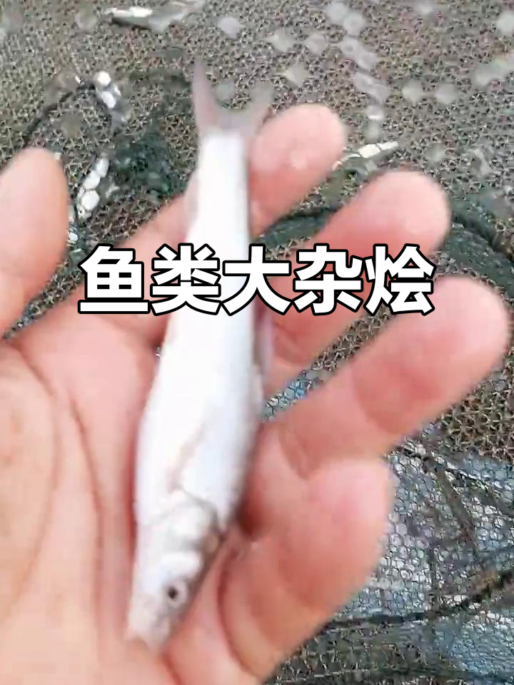 6月网箱养鱼,多种品种齐长不知哪种错发