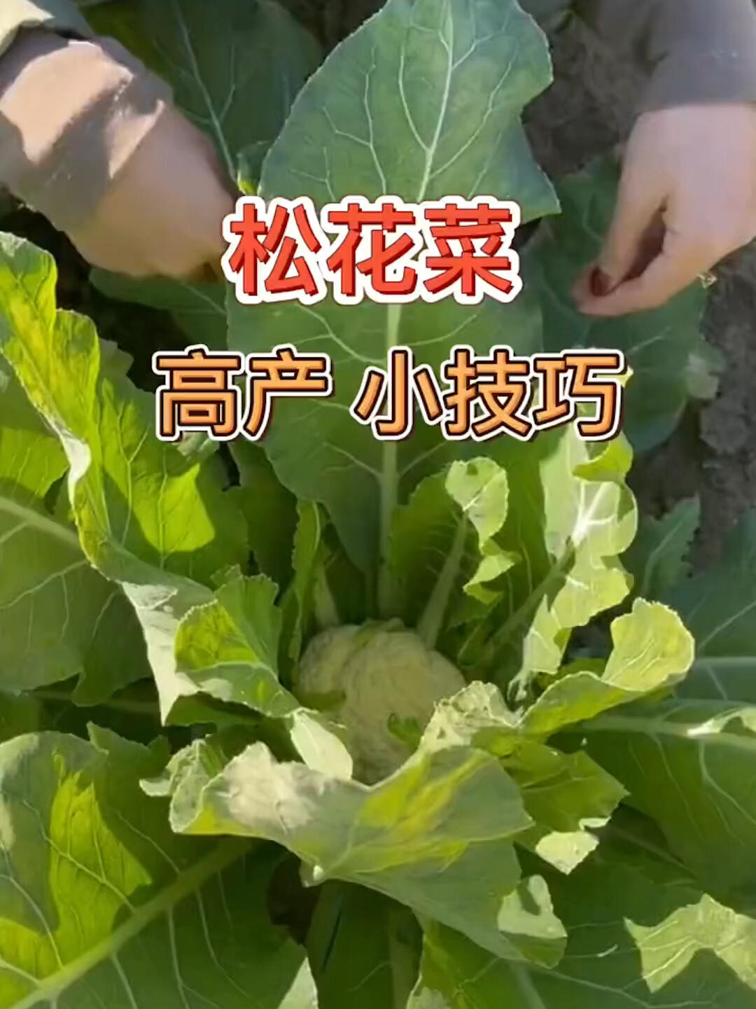 松花菜种植
