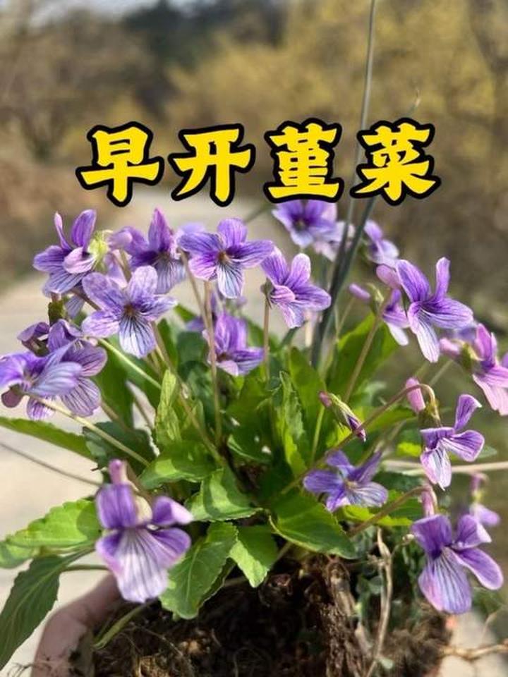 紫花地丁早开堇菜，你是不是分不清？