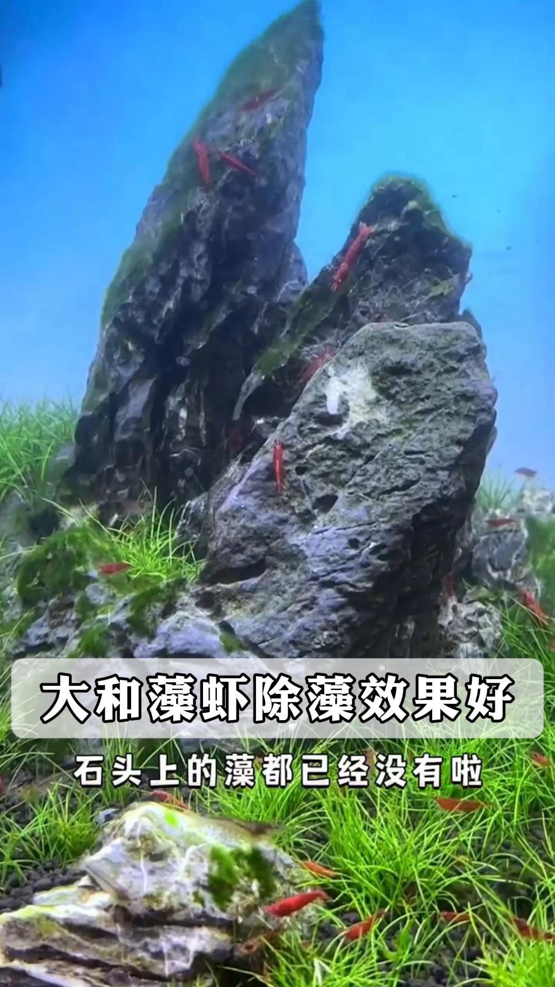 大和藻虾除藻效果好