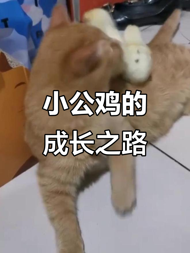 小鸡宝宝被猫妹欺负,长大后逆袭成功!