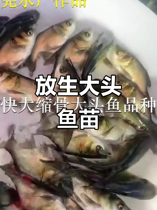 深圳东门鱼苗场放生大头鱼,缩骨技术助力成长