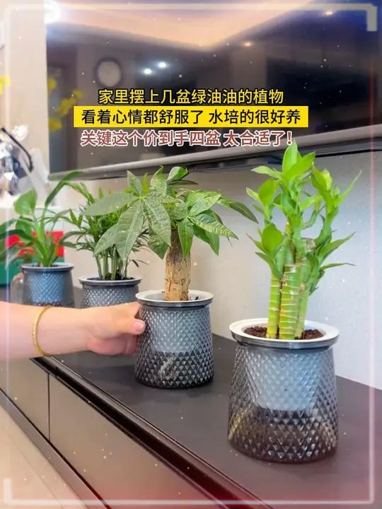 姐妹们,到手绿油油的4盆绿植物真的好好看,摆放在家里看着心情都舒服了,关键收到还带花盆,真