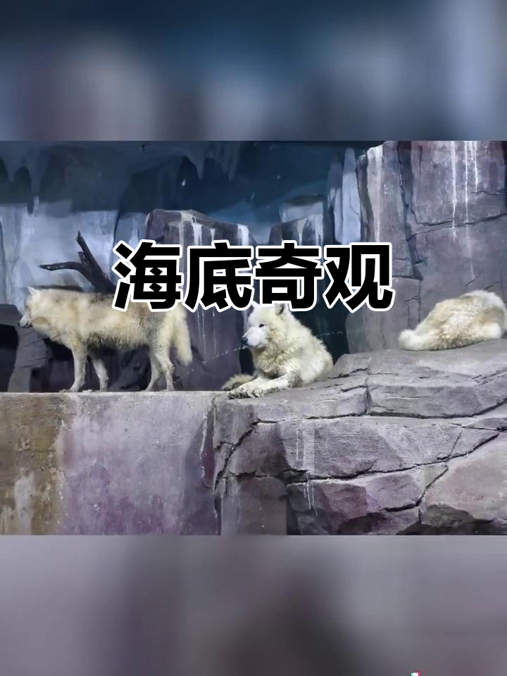 贵州海洋世界，鲸鲨表演震撼，酸汤鱼与美景让人陶醉！