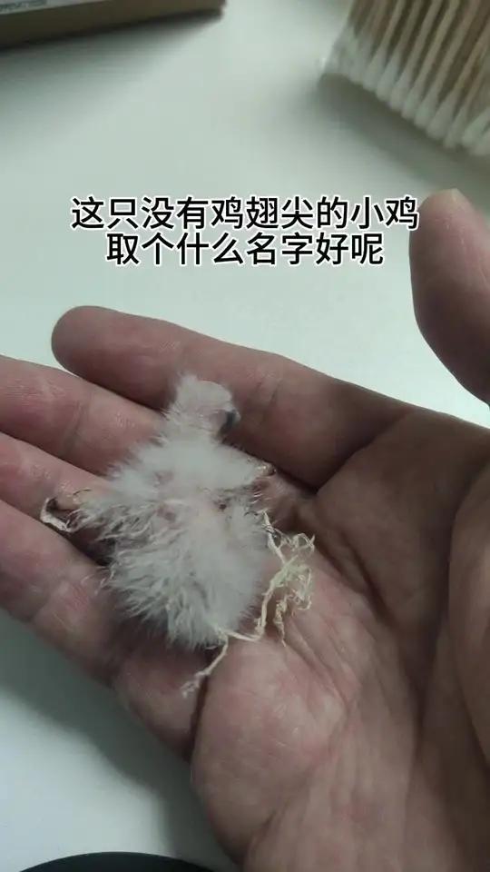 网友们来给取个名,点赞多的就叫这个名字,别叫鸡翅尖 断翅膀就行,要比等饭点,粘后背,大出血