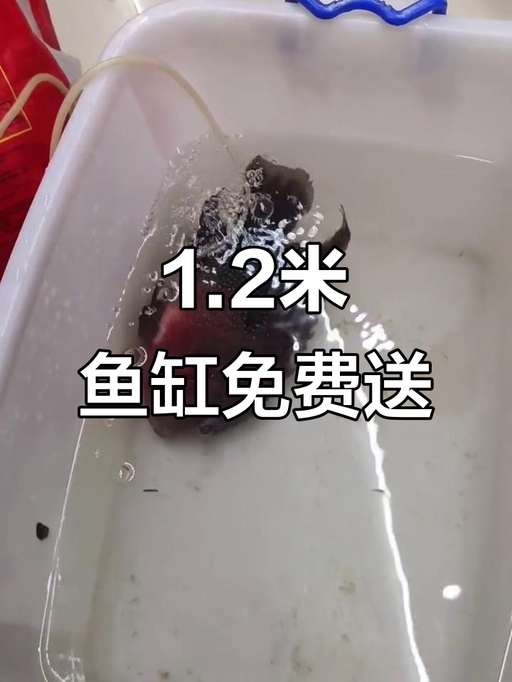 一米二鱼缸免费送,罗汉鱼缺氧急寻新家
