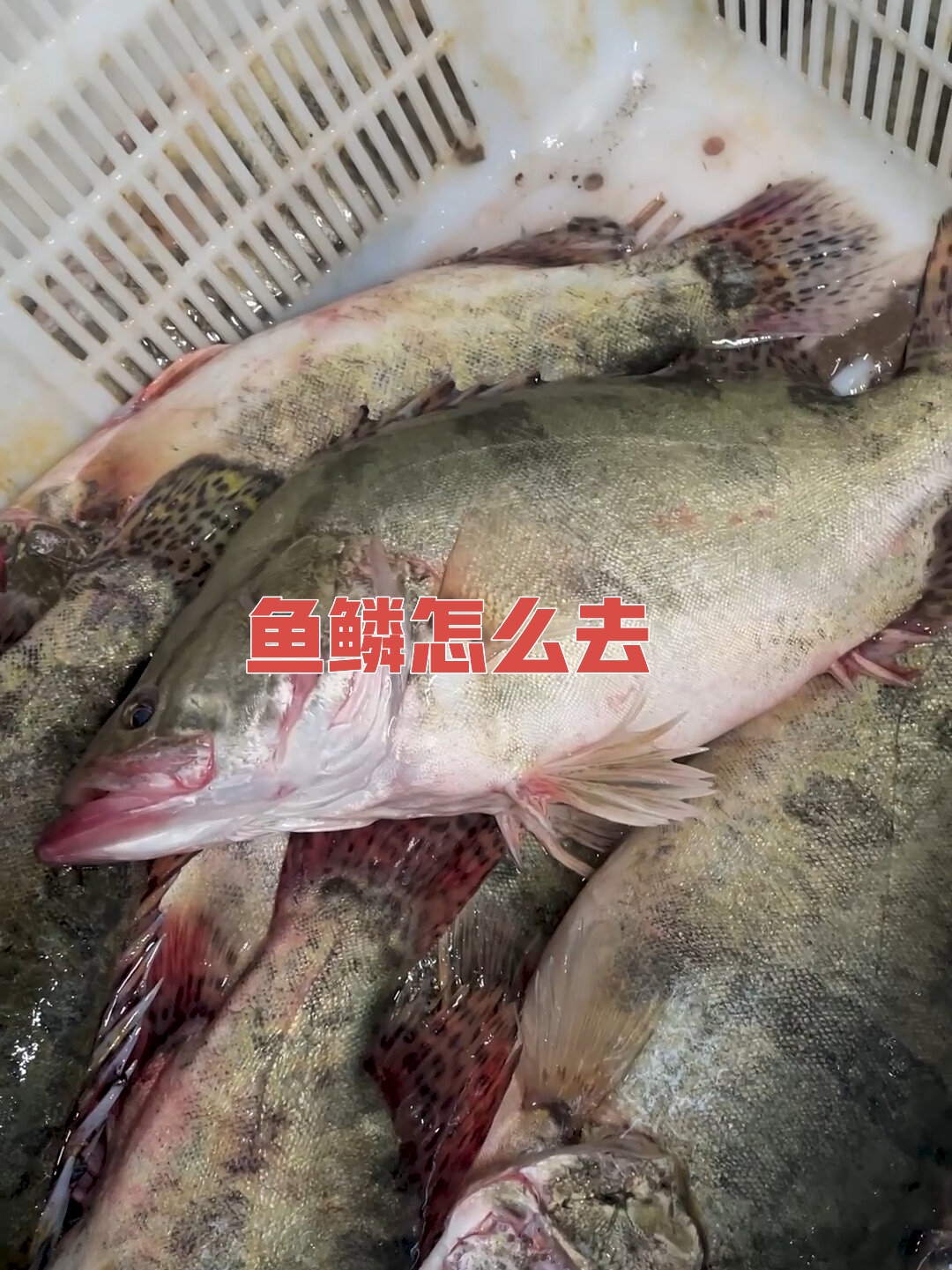 鳜鱼有鱼鳞吗