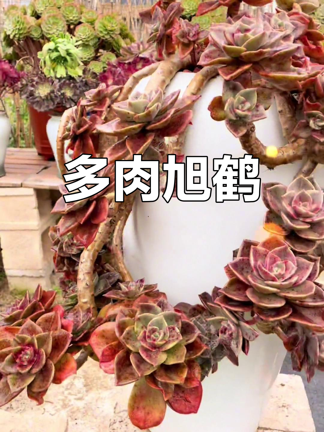 露养多肉植物推荐:旭鹤