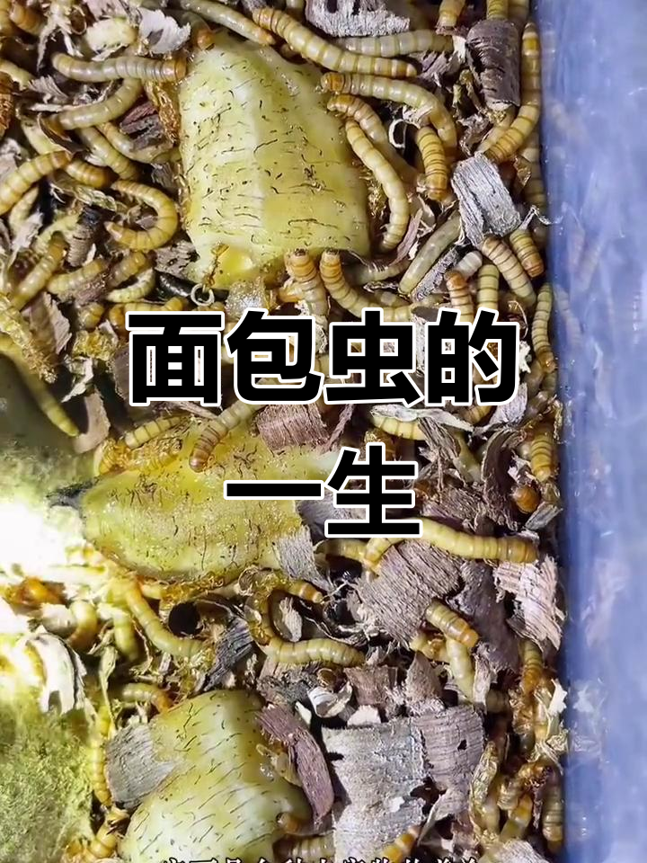 面包虫的成长过程揭秘