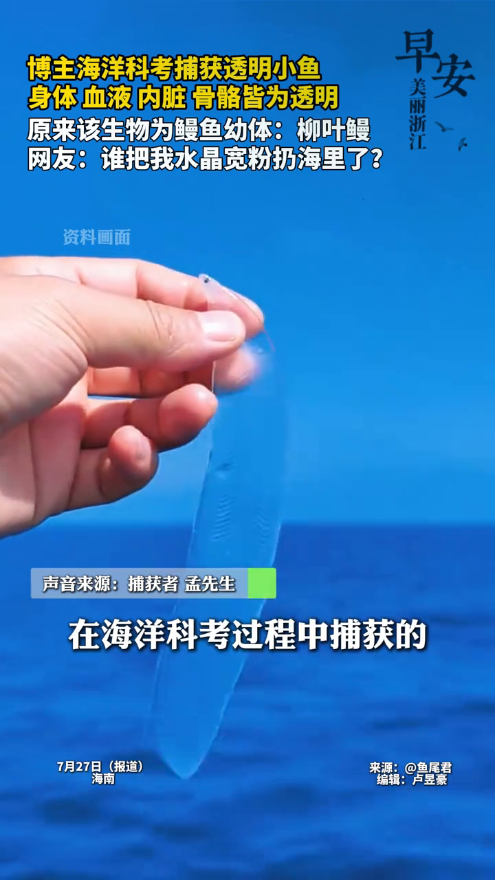谁把水晶宽粉扔海里了?海洋科考捕获的透明小鱼是柳叶鳗