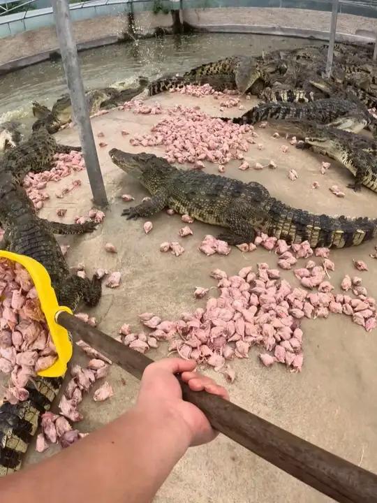解冻6000斤鸡头喂商品鳄，没想到下雨天鳄鱼胃口还是这么猛 饲养员喂鳄鱼的枯燥生活