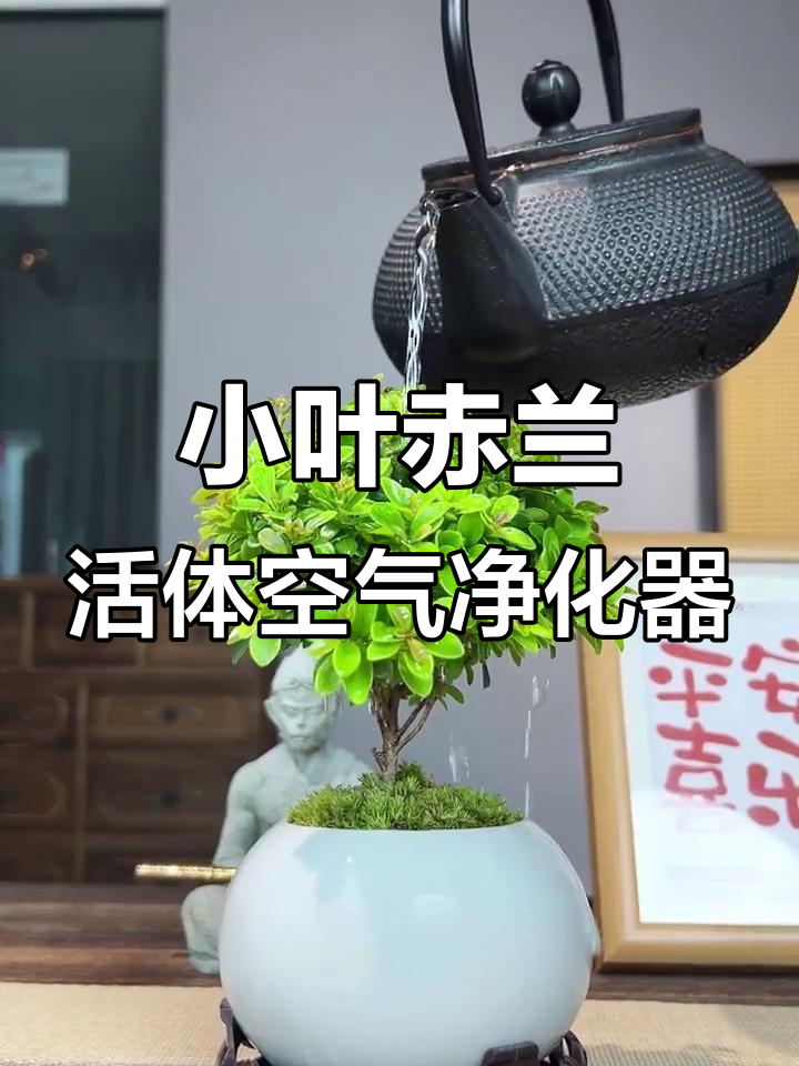 卧室必备!小叶赤兰净化空气,香气四溢