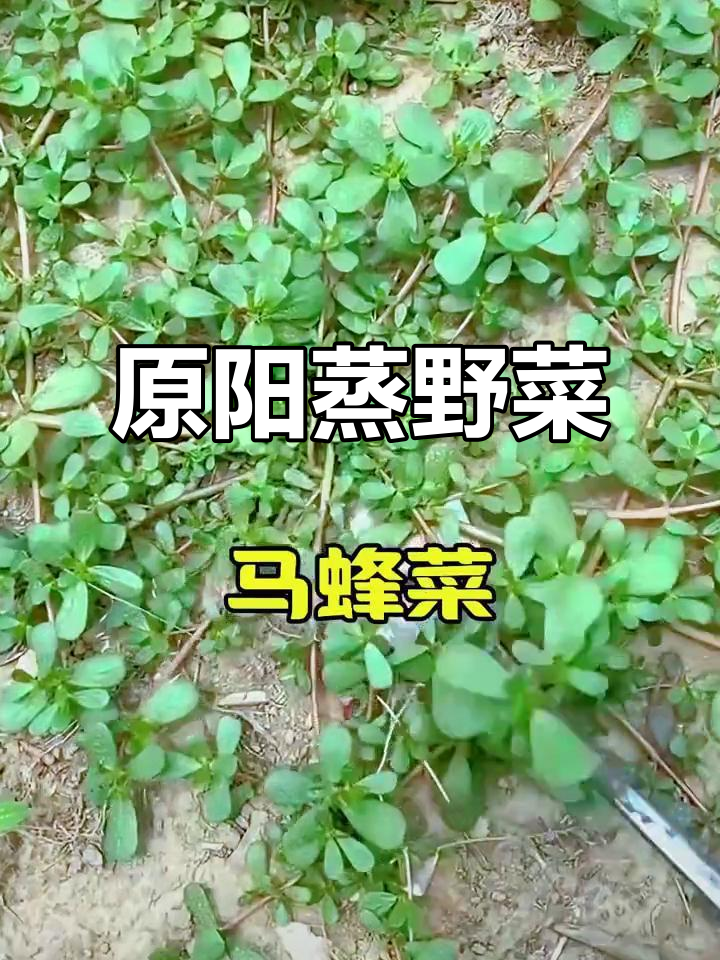 原阳蒸菜大揭秘:野菜的独特美味与做法