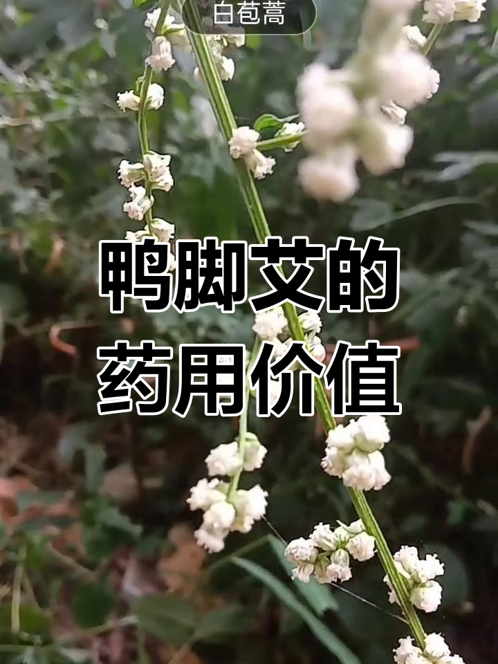 白苞蒿:消解类草药,味甘性平,民间常用来做野菜