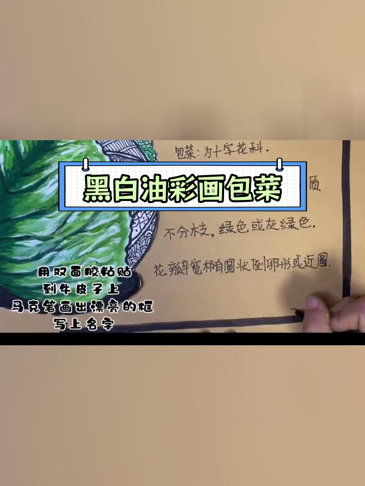 用黑白线描与油画棒绘制包菜,适合8-12岁儿童