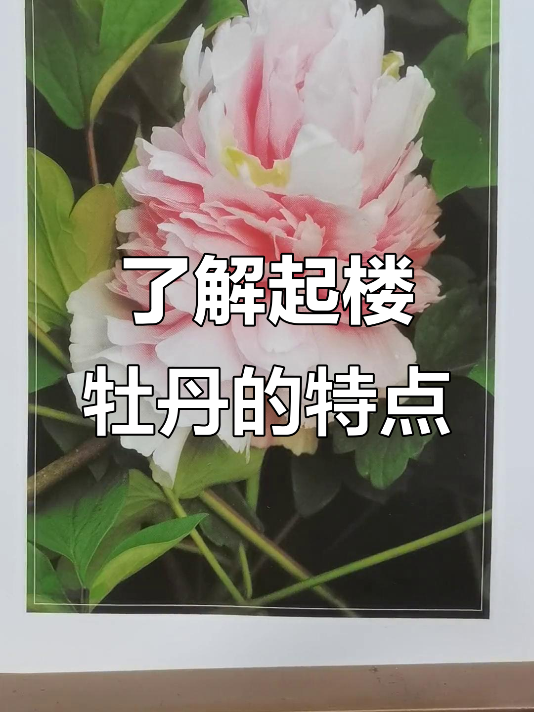 起楼牡丹的画法与特征解析