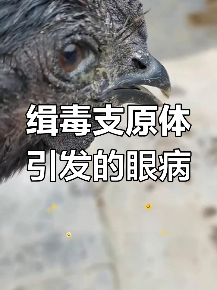 鸡眼睛肿胀?可能是这种原因,防治方法揭秘