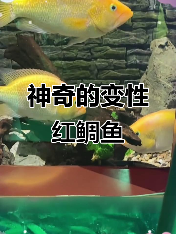 红鲷鱼:一夫多妻制的神奇鱼类,竟然能变性!