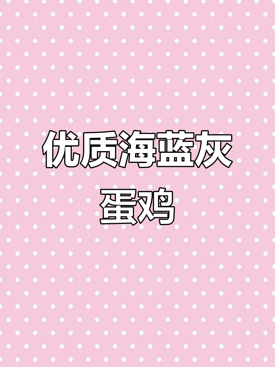 海蓝灰蛋鸡，抗病力强、产蛋多，适合养殖朋友选择