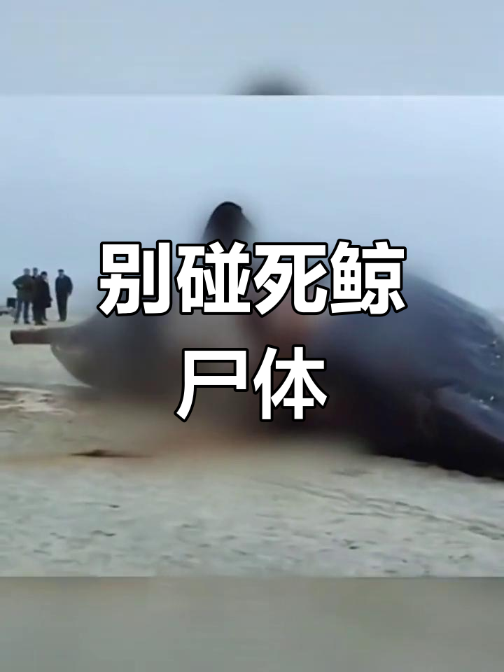 鲸鱼死后爆炸,别靠近!