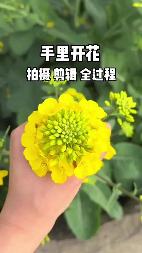 十秒教你手里开花视频。#手机摄影#手机拍摄技巧#春天你好#创意摄影#拍花技巧