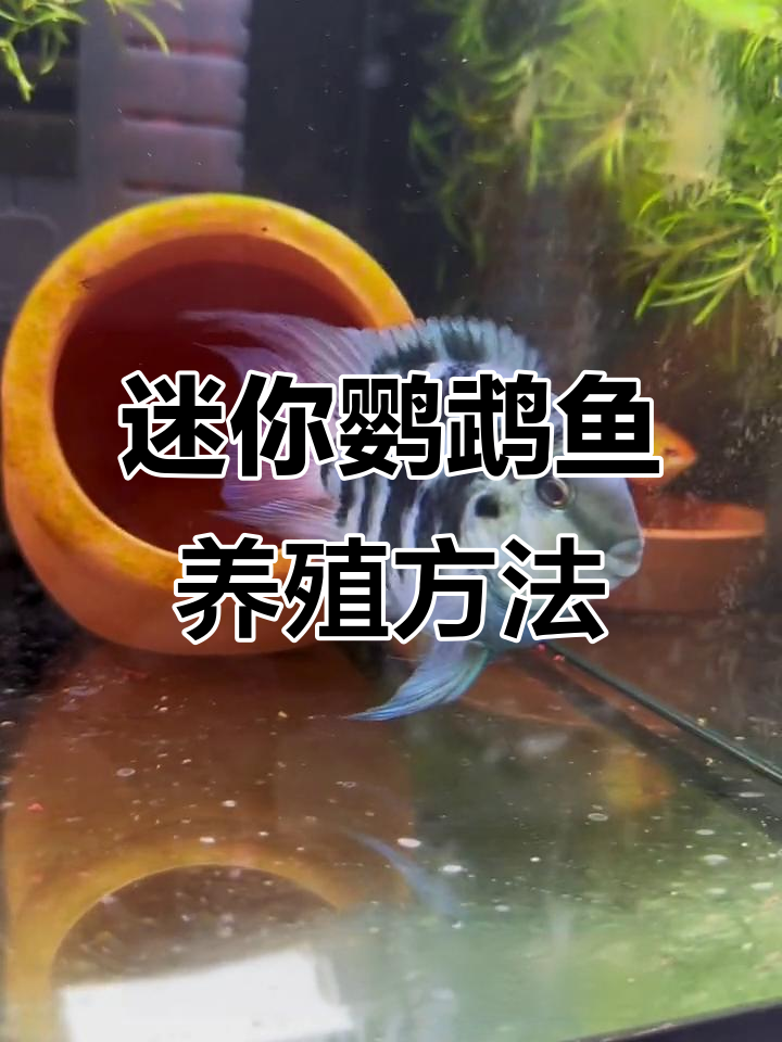 迷你鹦鹉鱼产卵征兆与公母辨别技巧