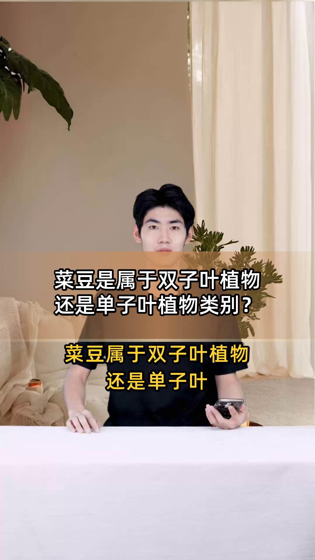 菜豆是属于双子叶植物还是单子叶植物类别?