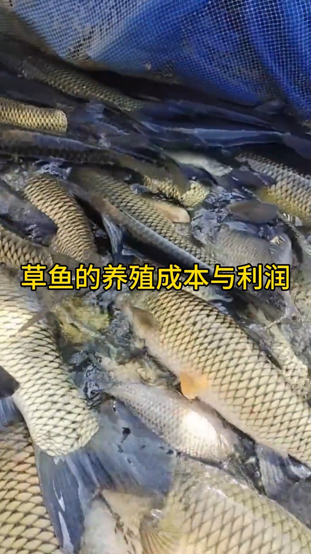 草鱼的养殖成本与利润
