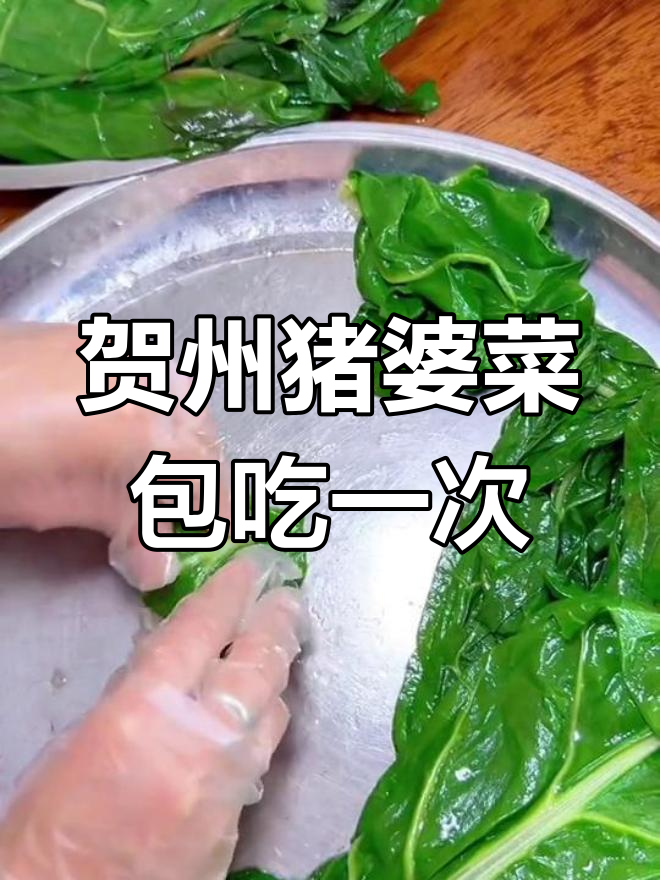 广西贺州猪婆菜包,带你重温童年味道