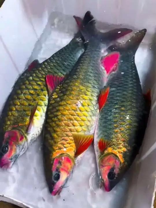 认识九种贵州溪流里的鱼