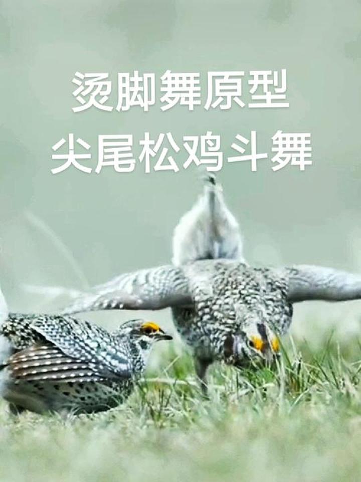 听音看世界，尖尾草原松鸡——会跳烫脚舞的鸟