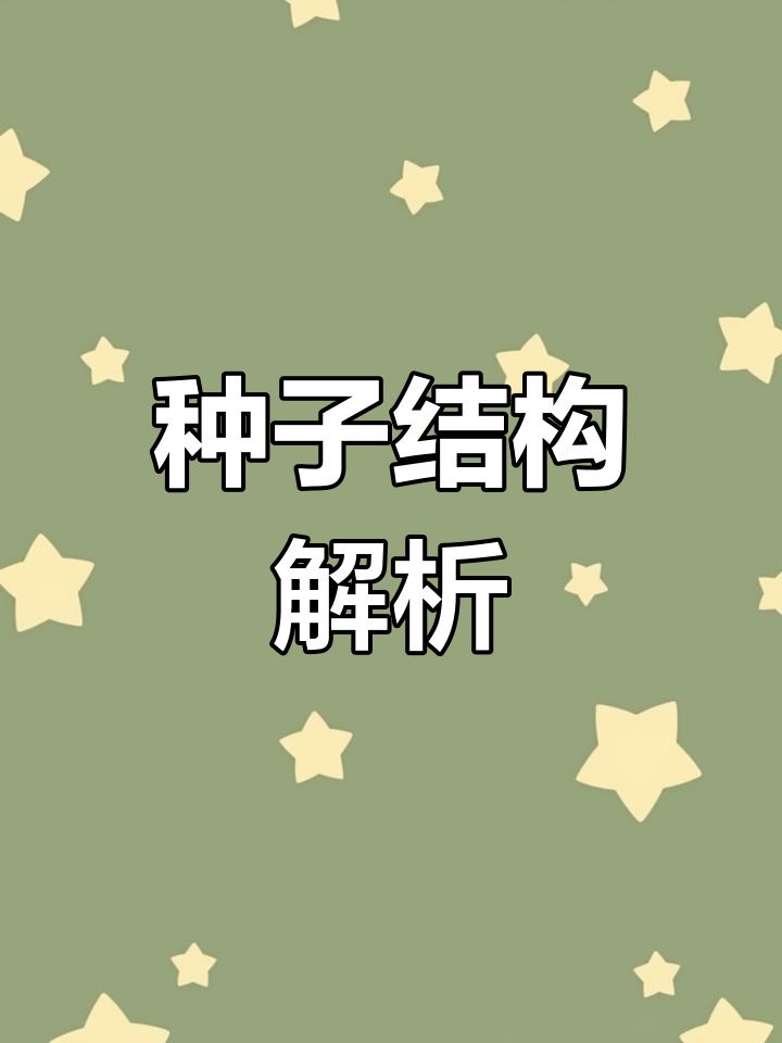 菜豆与玉米种子结构差异,理解为主!