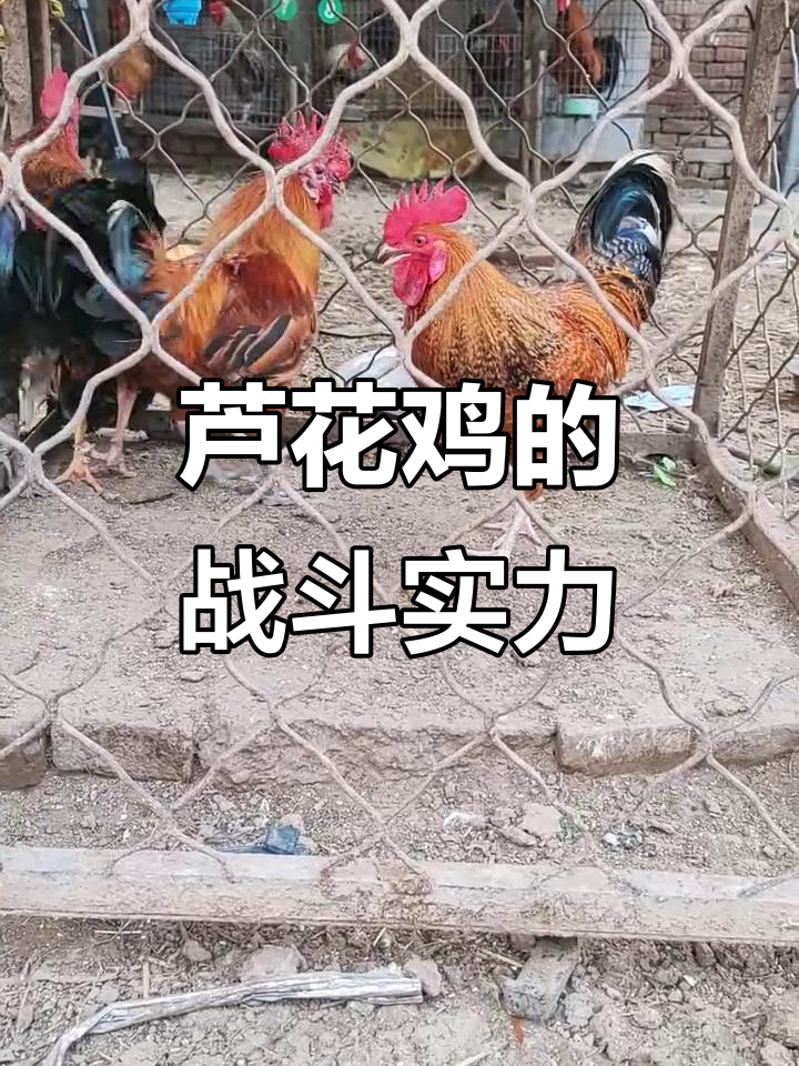 芦花鸡勇斗公鸡,战斗力惊人