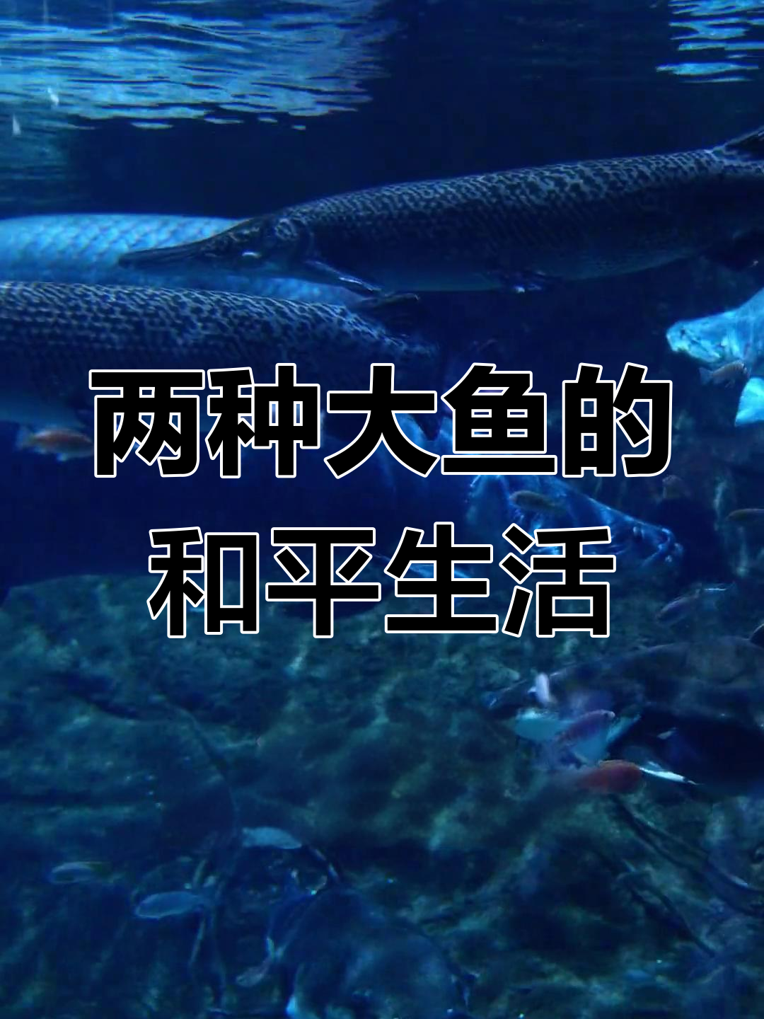 巨骨舌鱼与鳄雀鳝共处一池,和谐相处