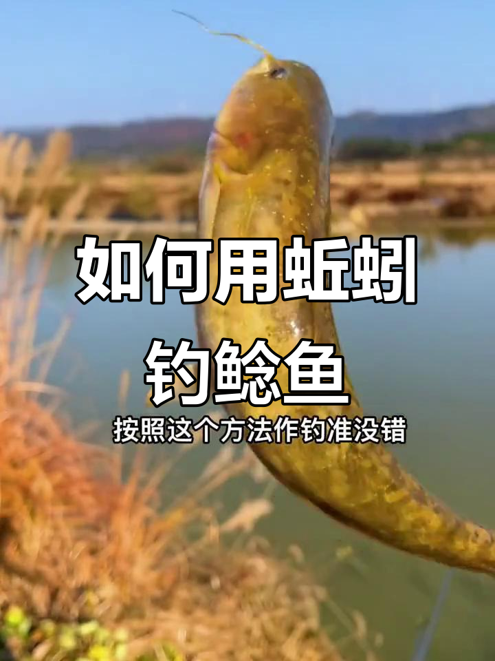 钓鲶鱼黄刺骨的技巧,蚯蚓挂钩方法揭秘
