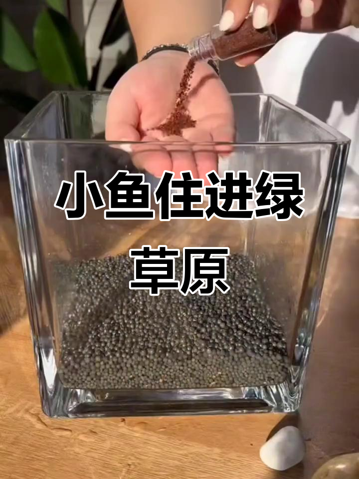 微型景观缸打造森林小鱼家园，水草种子粘叶生长超快