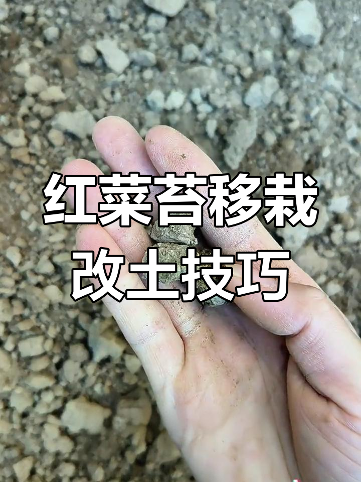 土壤板结影响红菜苔生长,移栽与改良双管齐下