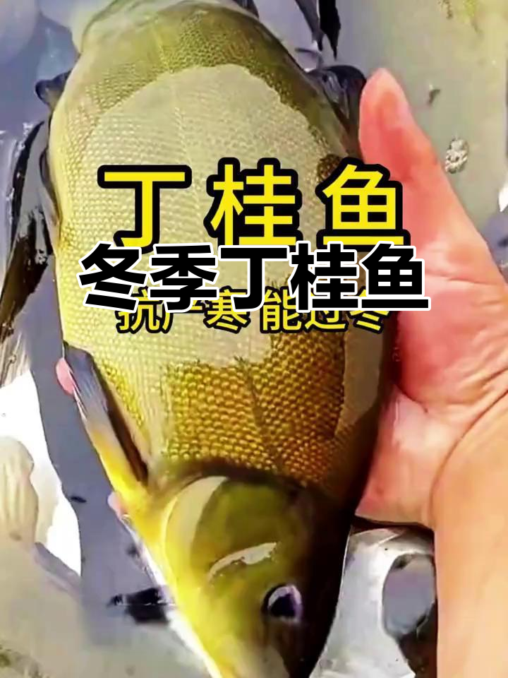 丁桂鱼冬季也能生存,肉质鲜美,市场价格高企