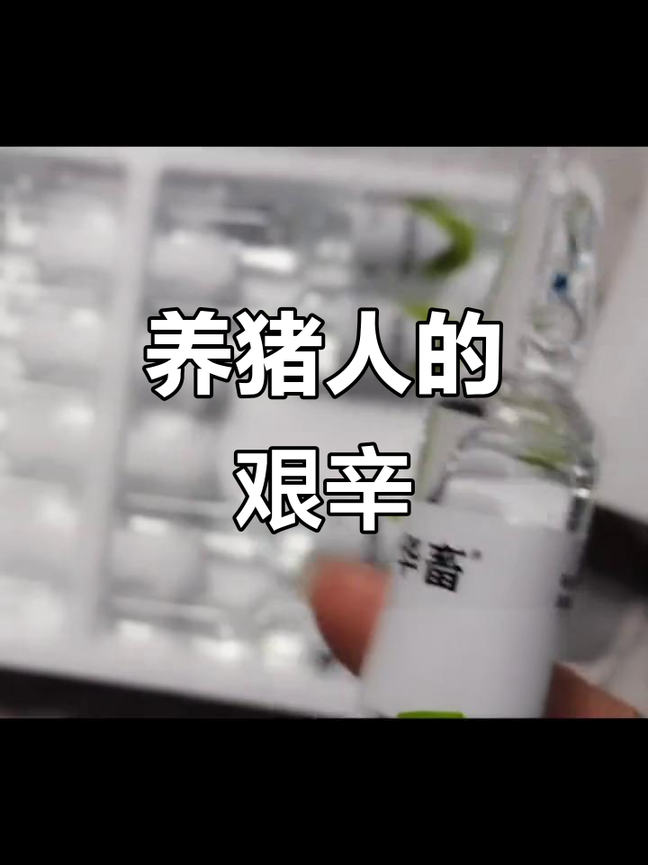 养猪人不易,鱼腥草的秘密与挑战