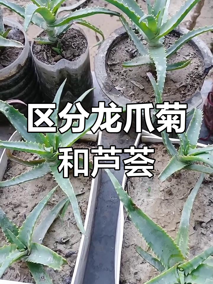 龙爪菊与芦荟的区别,你了解吗?