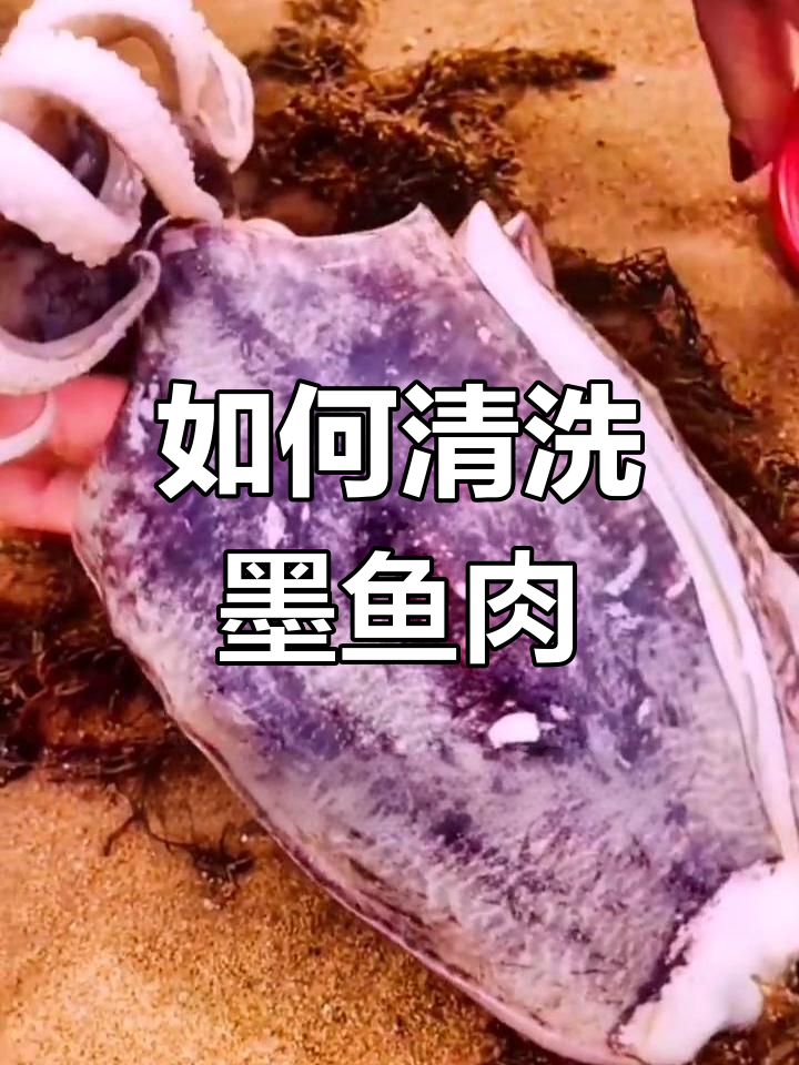 墨鱼清理技巧大揭秘,教你如何轻松处理海鲜