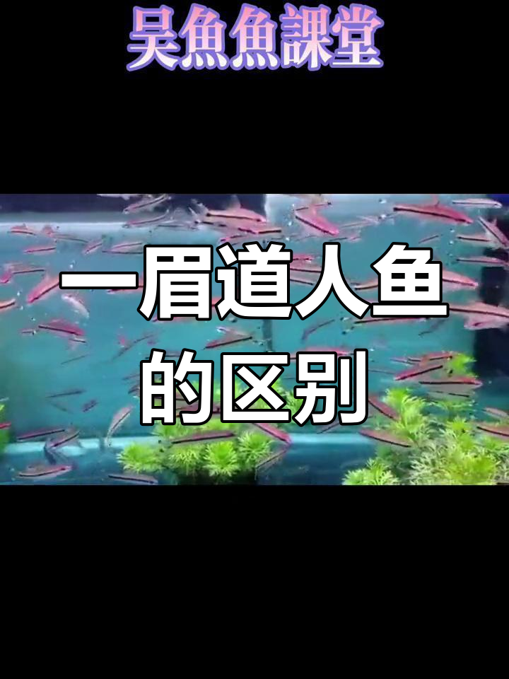 野生与人工一眉道人鱼大比拼,区别究竟在哪?